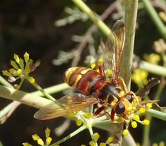 Milesia crabroniformis