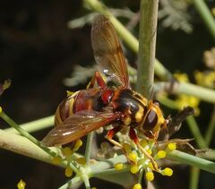 Milesia crabroniformis