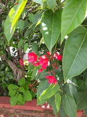 Jatropha integerrima