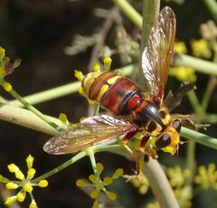 Milesia crabroniformis