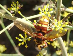 Milesia crabroniformis