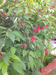 Jatropha integerrima