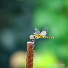 Urothemis signata
