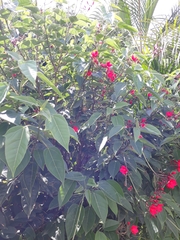 Jatropha integerrima