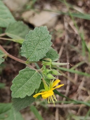 Corchoropsis crenata