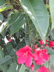Jatropha integerrima