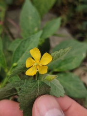 Corchoropsis crenata