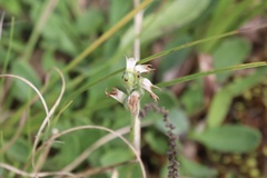 Spiranthes incurva