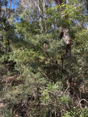 Banksia spinulosa