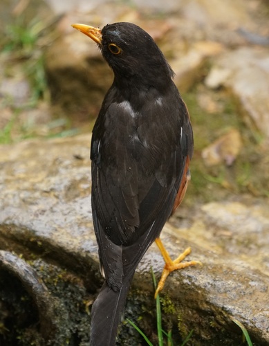 Sunda Island Thrush (Turdus javanicus), photo 10