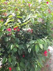 Jatropha integerrima