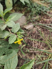 Corchoropsis crenata