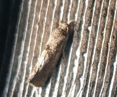 Tinea apicimaculella