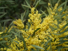 Acacia rubida