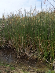 Schoenoplectus californicus