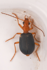 Brachinus