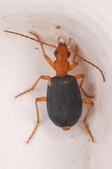 Brachinus