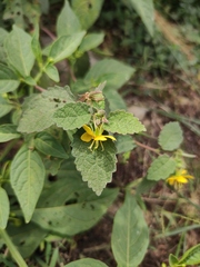 Corchoropsis crenata