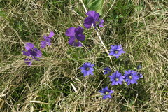 Gentiana dshimilensis