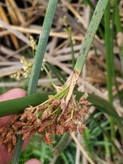 Schoenoplectus californicus