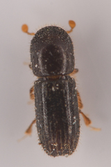 Xyleborinus saxesenii