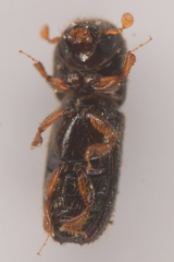 Xyleborinus saxesenii
