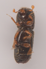 Xyleborinus saxesenii