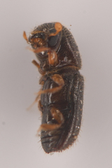 Xyleborinus saxesenii
