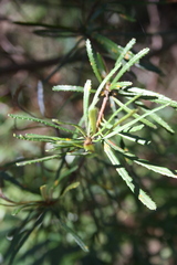 Banksia spinulosa