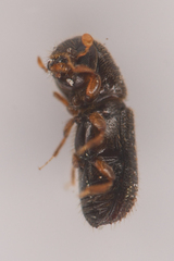 Xyleborinus saxesenii