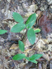 Uvularia perfoliata