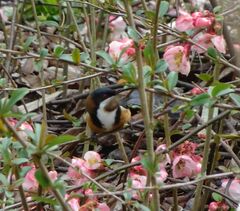 Acanthorhynchus tenuirostris