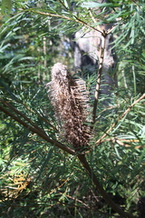 Banksia spinulosa