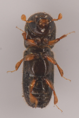 Xyleborinus saxesenii