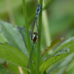 Ischnura pruinescens