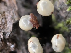 Holwaya mucida