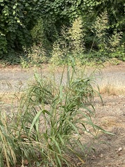 Sorghum halepense