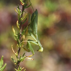 Miomantis caffra