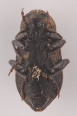 Dryopidae