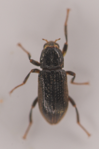 Zaitzevia parvula
