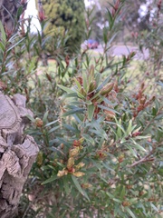 Melaleuca viminalis