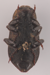 Dryopidae