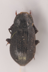 Dryopidae