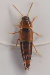 Tachyporinae