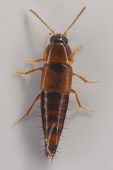 Tachyporinae