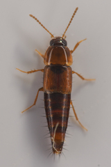Tachyporinae