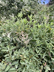 Chenopodium parabolicum