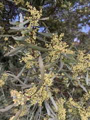 Acacia retinodes