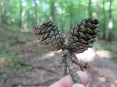 Pinus echinata