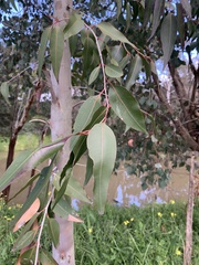Corymbia maculata